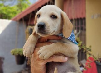 Bem-Estar Animal promove feirinha de adoção neste fim de semana