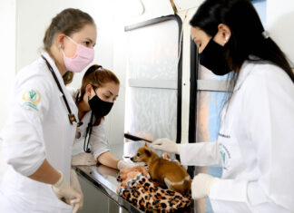 castração animal animais castrados castramóvel veterinária vet veterinário