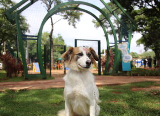 cachorro cachorra animal pet dog