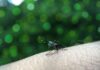 Maringá registra redução de 95% dos casos de dengue, aponta 2º Lira de 2026