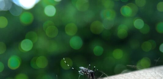 Maringá registra redução de 95% dos casos de dengue, aponta 2º Lira de 2026