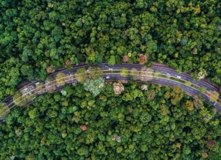 arborização Maringá cidade árvore