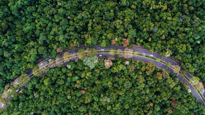 arborização Maringá cidade árvore