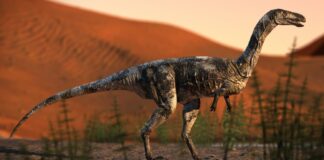 Vespersaurus paranaensis, o primeiro dinossauro do Paraná