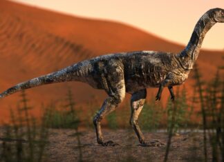 Vespersaurus paranaensis, o primeiro dinossauro do Paraná