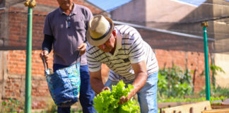 horta comunitária maringá