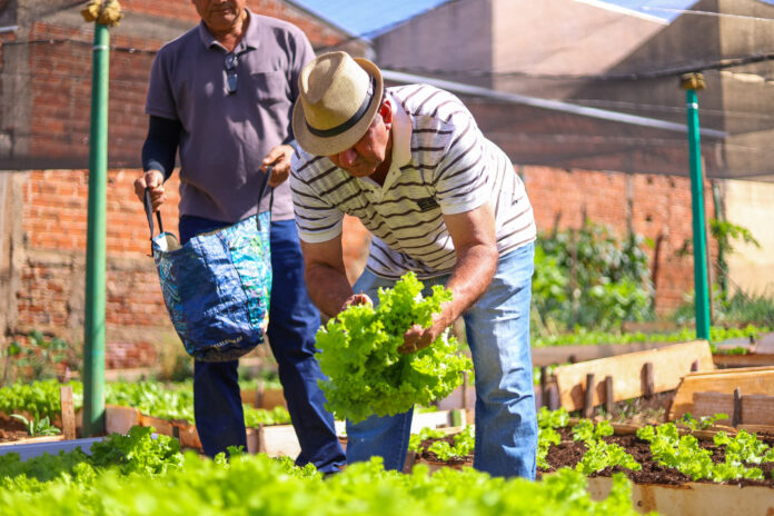horta comunitária maringá