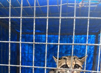 Polícia Militar Ambiental resgata gato-maracajá que adentrou condomínio em Maringá