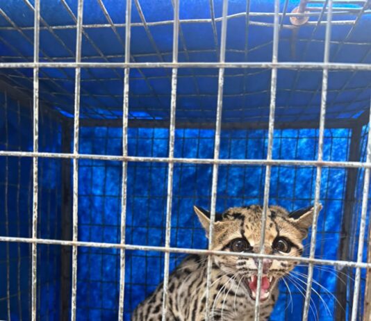 Polícia Militar Ambiental resgata gato-maracajá que adentrou condomínio em Maringá